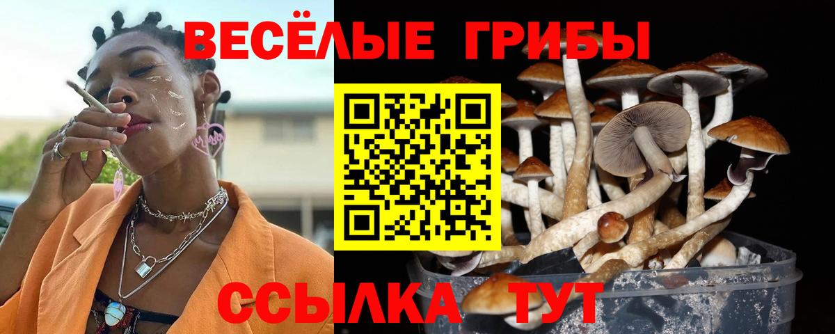 Тольятти  Галлюциногенные грибы прущие грибы  Вход с VPN  Псилоцибиновые грибы Psilocybe 
